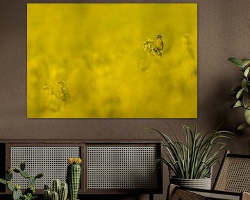 Gele Kwikstaart (Motacilla flava) in koolzaadveld van Beschermingswerk voor aan uw muur