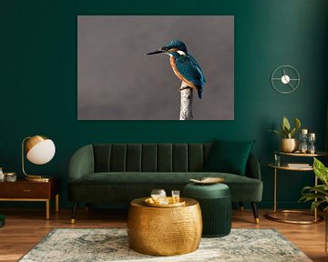 Ijsvogel op stok by Gerjo Horsman