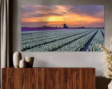 colourful flower field during spring by eric van der eijk