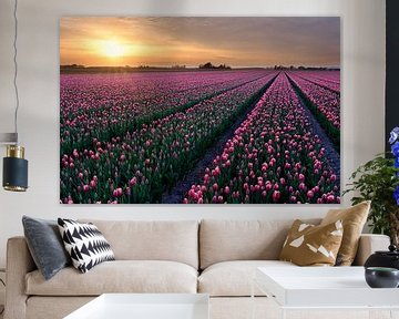 red tulips in a bulb field in spring by eric van der eijk