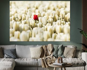 Eenzame rode tulp in het wit van Gert Hilbink