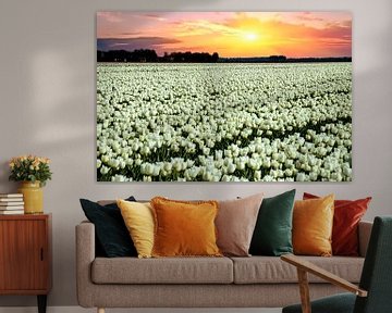 Witte tulpen met zonsondergang van Gert Hilbink