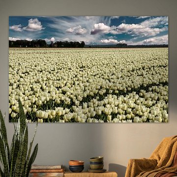 Champ de tulipes dans le Flevopolder