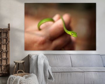 Groen slangetje
