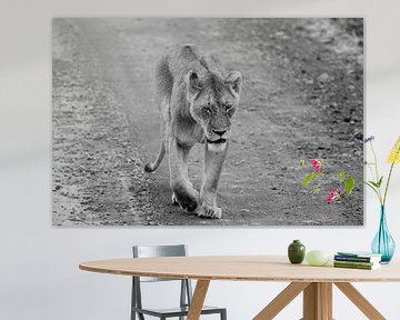 The careless lioness by Nelleke de Weerd