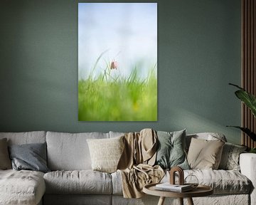 Kievitsbloem in het veld. deze bijzondere bloem oogt fraai in de zon. van Michel Knikker