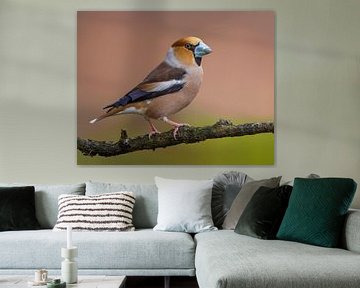 Hawfinch by Patrick Scholten