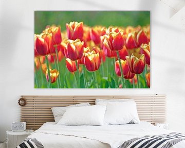 Rood gele tulpen in het veld by Ronald Smits