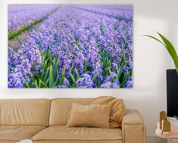 Veld met paarse hyacinten van Stefanie de Boer