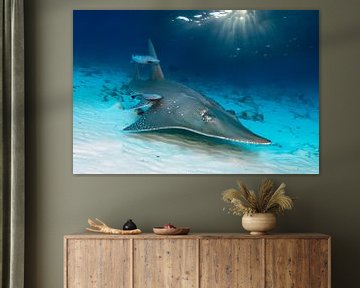 Giant guitarfish by Norbert Probst