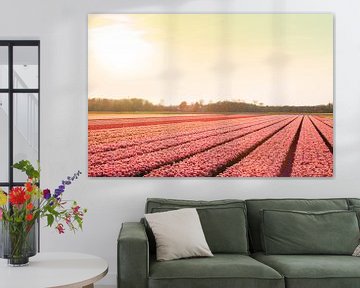 Champs de fleurs roses près de Lisse sur Stefanie de Boer