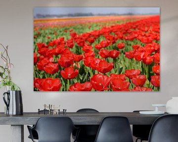 Veld met rode tulpen van Stefanie de Boer