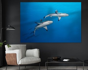 Grey Reef Sharks by Norbert Probst