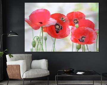 klaproos, poppy, bloemen, highlight, voorjaar, zomer. van ProPhoto Pictures