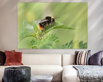 Bumblebee on stinging nettle by Barend de Ronde