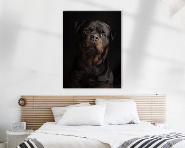 Rottweiler portret tegen een zwarte achtergrond van Elles Rijsdijk