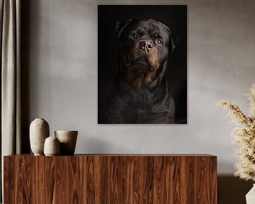 Rottweiler portret tegen een zwarte achtergrond van Elles Rijsdijk