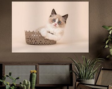 Ragdoll kitten van Elles Rijsdijk