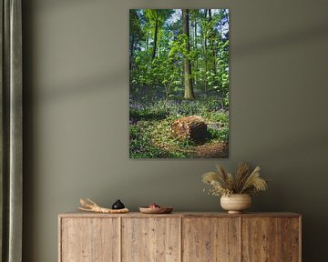 Hallerbos Halle by Niels Hemmeryckx
