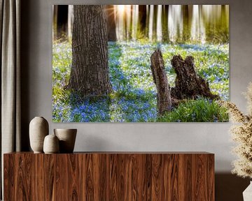 Blausternchen im Wald von Tilo Grellmann
