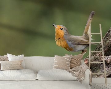 European Robin by Marcel van Os