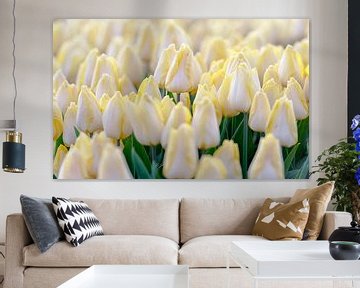 Witte tulpen met een geel, rood accent van Jenco van Zalk