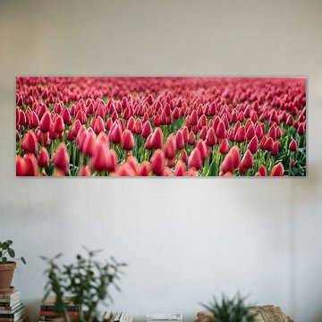 Early Morning Tulips Red Panorama