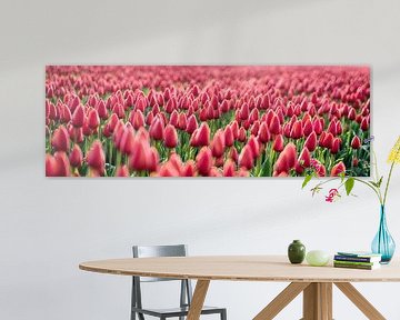 Early Morning Tulips Red Panorama von Alex Hiemstra