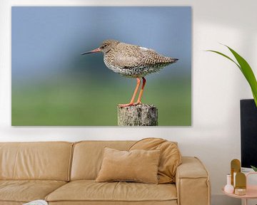 Redshank ( Tringa totanus ) on a pole. by Andrea de Vries