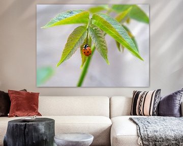 Ladybug on leaf