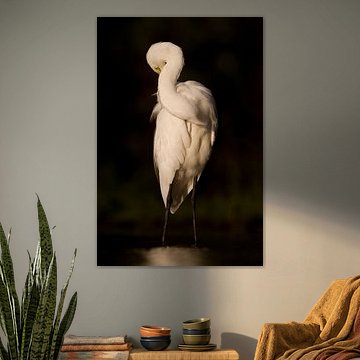 Great Egret Rembrandt Style by Andius Teijgeler