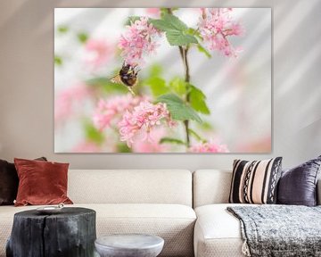 Romantic springtime ( hommel op roze bloesem) van Birgitte Bergman