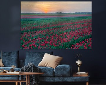 Tulpen in Drenthe