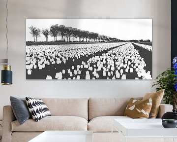 Tulpen in de Beemster in zwart-wit van Els Morcus