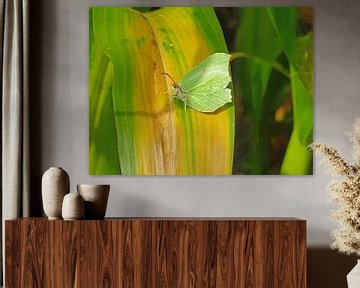 Citroenvlinder van Vlinder Fotograaf