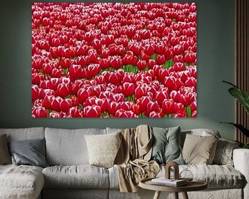 Red Tulips (Rode Tulpen uit Holland) van Caroline Lichthart