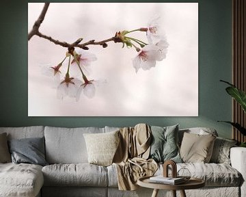 "Sakura" by RT Photography