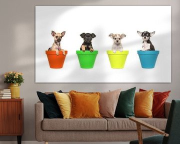 Chihuahua puppies in bloempotten / Four chihuahua puppy dogs in colorfull flowerpots sur Elles Rijsdijk