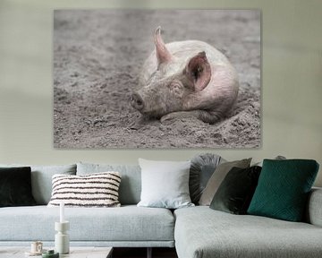 Varken slapend in het zand / Free range pig sleeping in the mud van Elles Rijsdijk