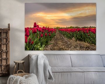 Tulpenveld Noordwijk von Thomas Paardekooper