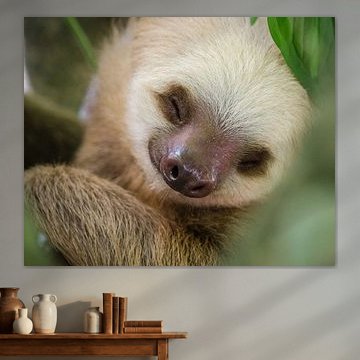 Faultier / Porträt eines schlafenden Faultiers in einem Baum