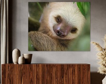 Luiaard / portrait of a sleeping sloth in a tree van Elles Rijsdijk
