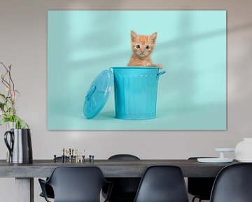 Rood kitten in het blauw / Red ginger 8 weeks old baby cat in a blue dustbin on a turquoise 