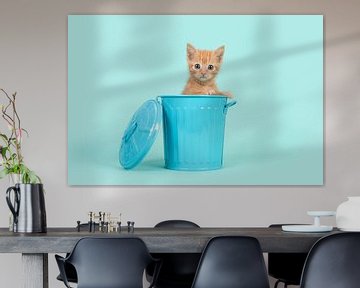 Rood kitten in het blauw / Red ginger 8 weeks old baby cat in a blue dustbin on a turquoise  sur Elles Rijsdijk