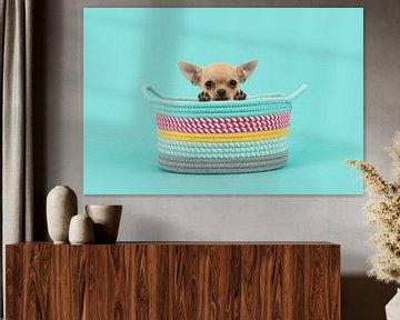 Chihuahua puppy in mandje / Cute brown chihuahua puppy dog in a colored basket looking over  van Elles Rijsdijk