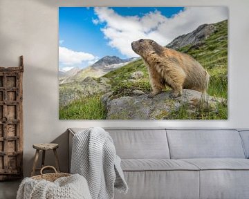 Alpen marmot op te uitkijk