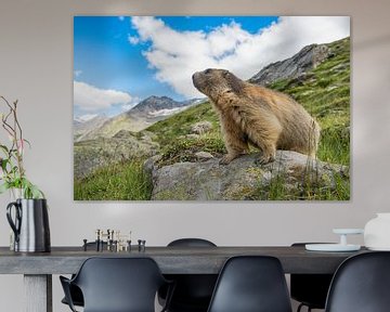 Alpen marmot op te uitkijk van Elles Rijsdijk