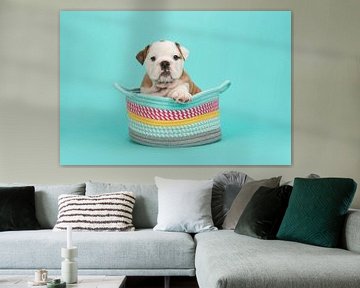 Engelse bulldog pup in het blauw / Brown and white english bulldog puppy in a colored basket on a t