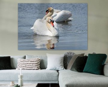 Zwanen / Two mute swans swimming in the water von Elles Rijsdijk