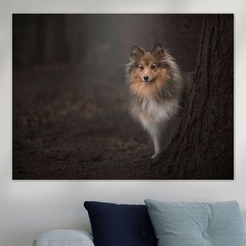 Im Wald / Shetland-Schäferhund hinter einem Baum in einem dunklen Märchenwald